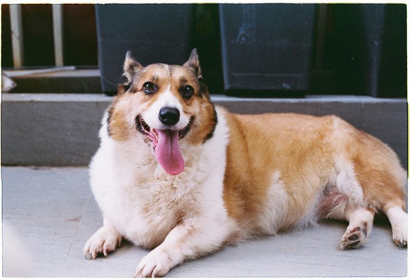 Pembroke Welsh Corgi