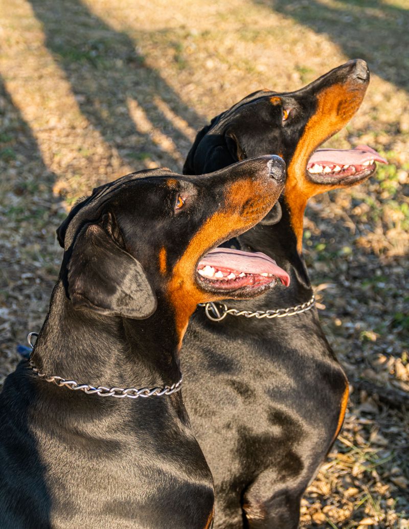These 13 dog breeds stay loyal long after the bond is formed - plus 2 owners never forget 3 Doberman Pinscher