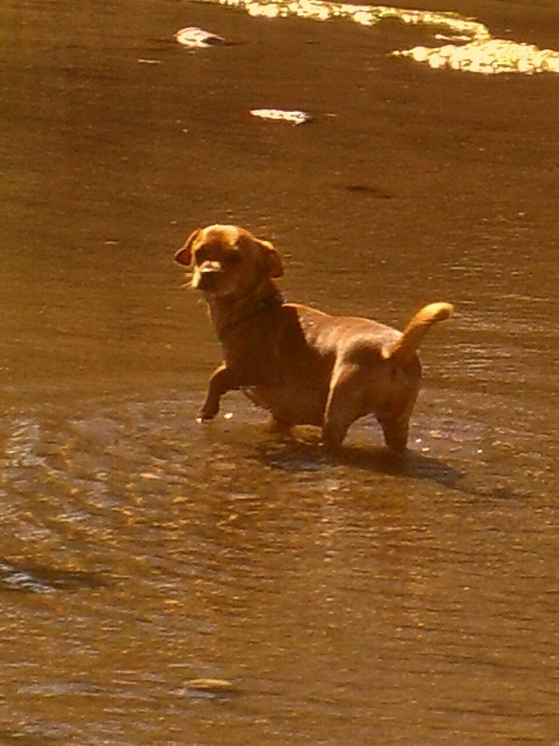 Chiweenie