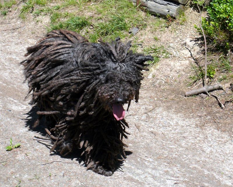 20 Dog Breeds That Stand Out for Their Extraordinary Looks 5 Puli