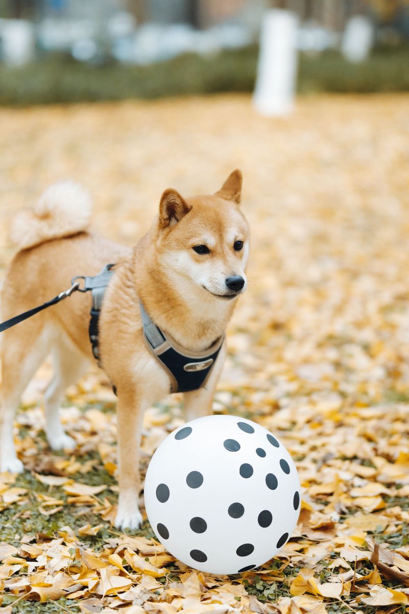 Shiba Inu