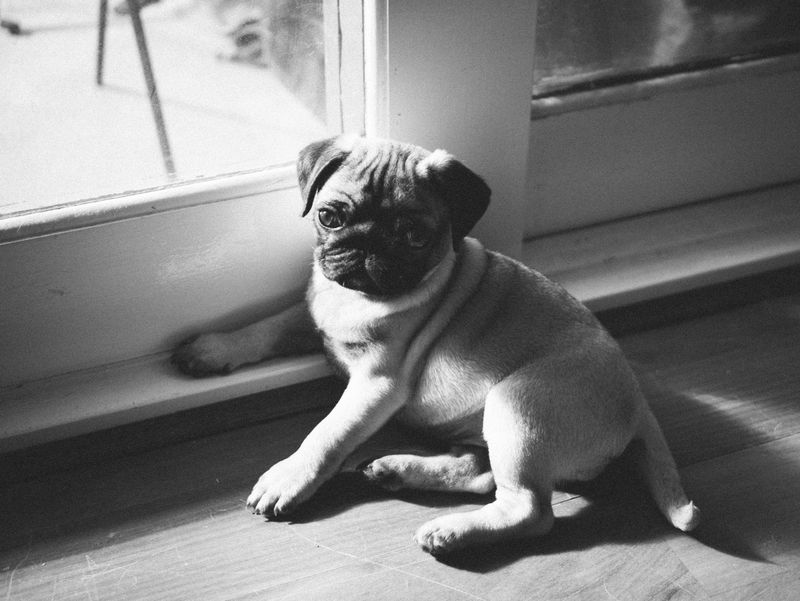12 dogs that treat every homecoming like a celebration - plus 3 loyal waiters 10 Pug