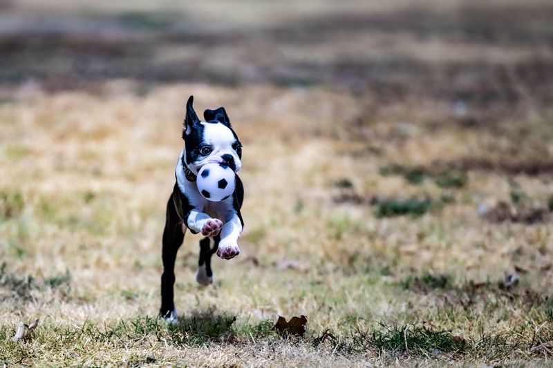 New surroundings rarely stop these adaptable dog breeds from finding their footing 3 Boston Terrier