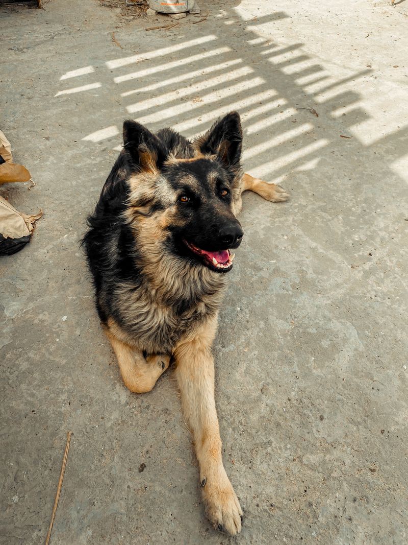 14 dog breeds that become fascinated with the same places on walks - and scent may explain why 11 German Shepherd