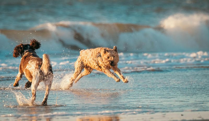 Visiting a Dog-Friendly Beach