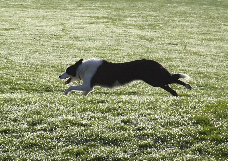 Border Collie
