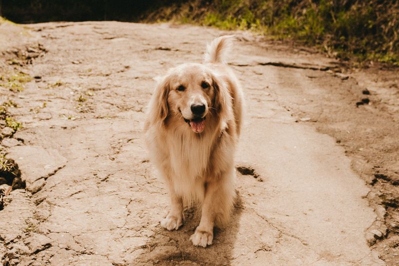 Some dogs take months to decide you're their person - These breeds may start much sooner 4 Golden Retriever