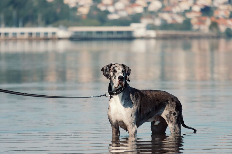 10 low-maintenance dog breeds - plus 4 whose beautiful coats come with a catch 9 Great Dane
