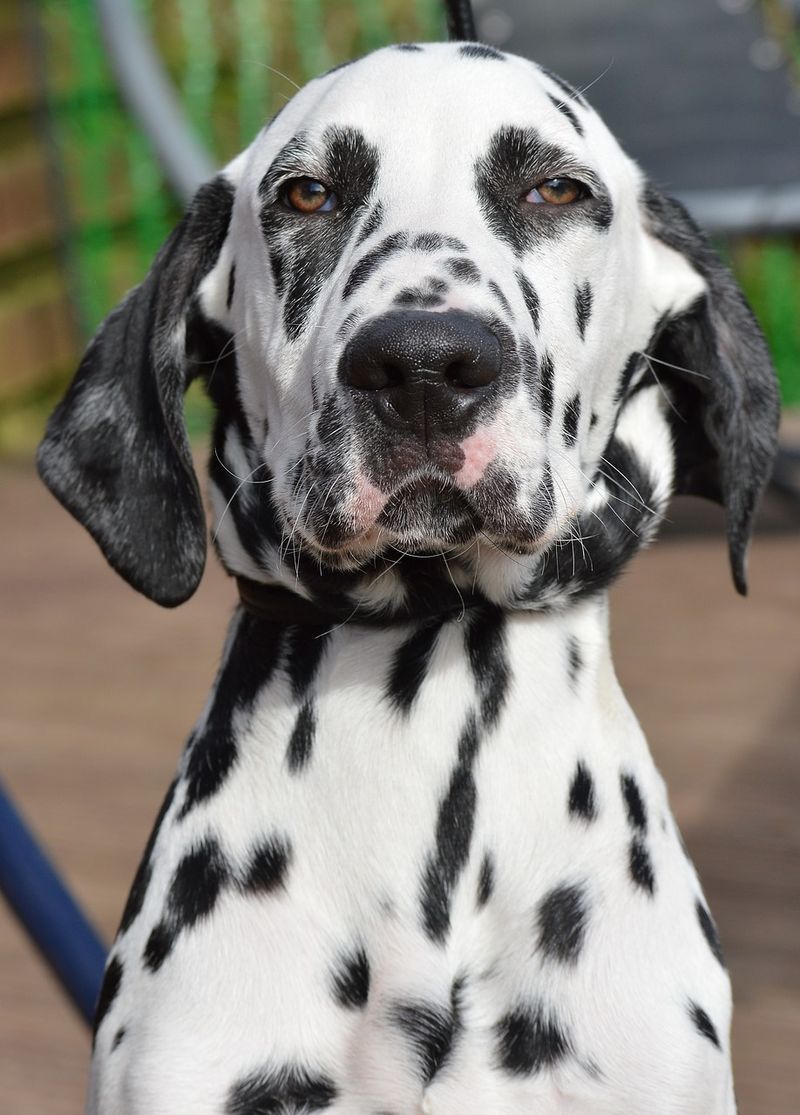 Dalmatian