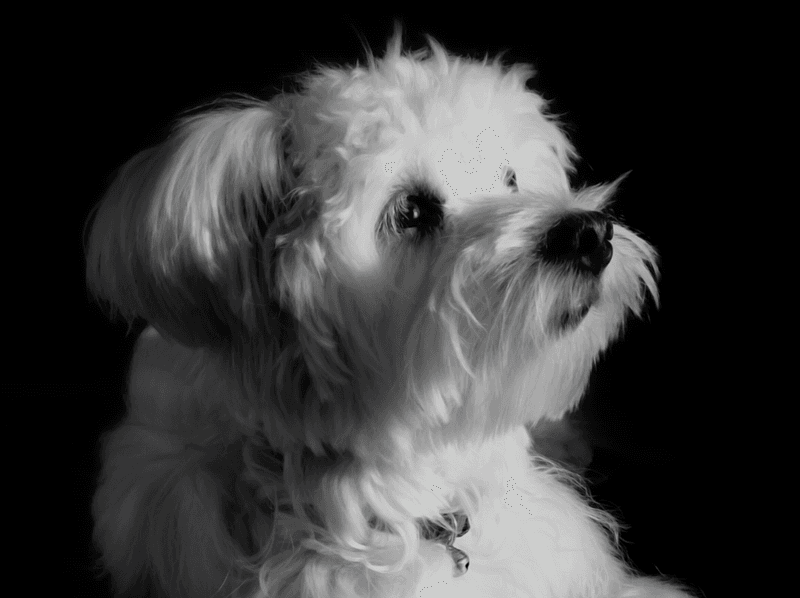 18 dog breeds that quietly compete for your attention every day 6 Maltese