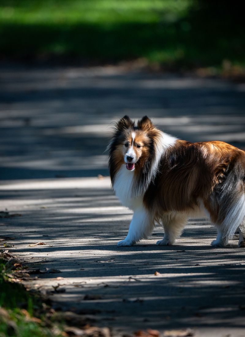 12 fluffy dog breeds that can make your favorite blanket seem a little less necessary 10 Shetland Sheepdog