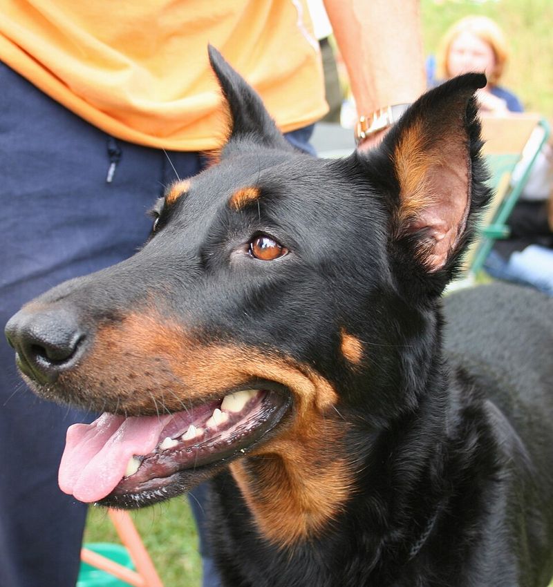 Beauceron
