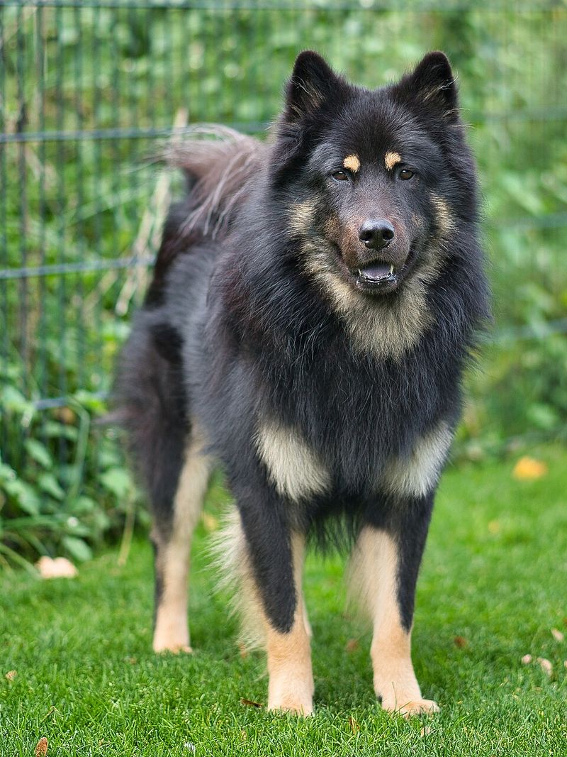 Patience may be one of the most underrated canine traits - These dog breeds show exactly why 11 Eurasier