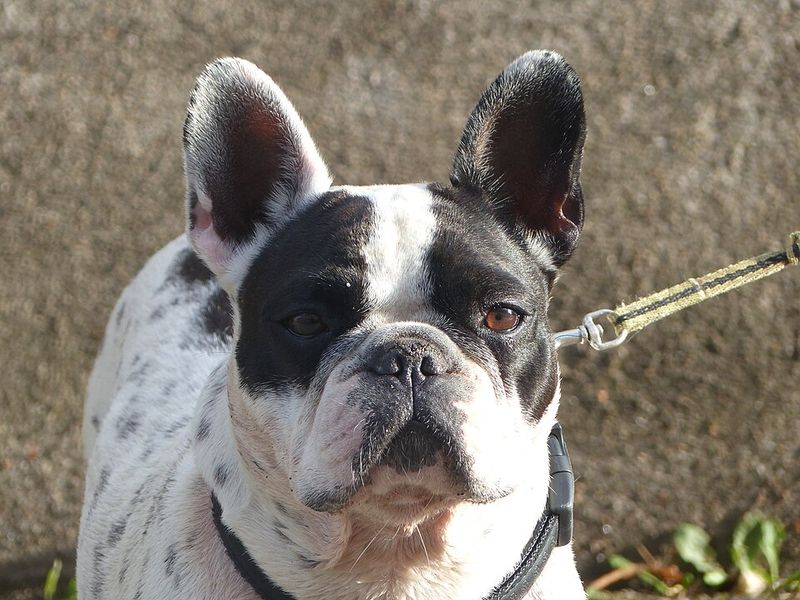 14 dogs that lose it over tiny household noises 14 French Bulldog