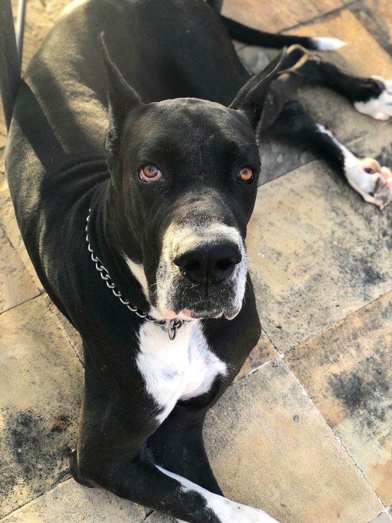 Great Dane