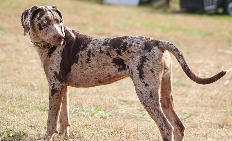 Catahoula Leopard Dog (cat-uh-HOO-luh)
