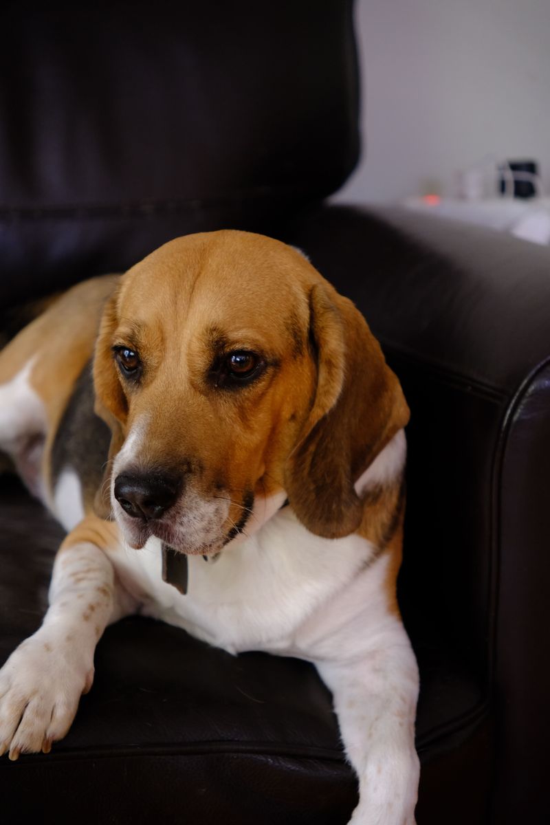 Given the right support, these dog breeds often become far more capable than anyone first expected 10 Beagle