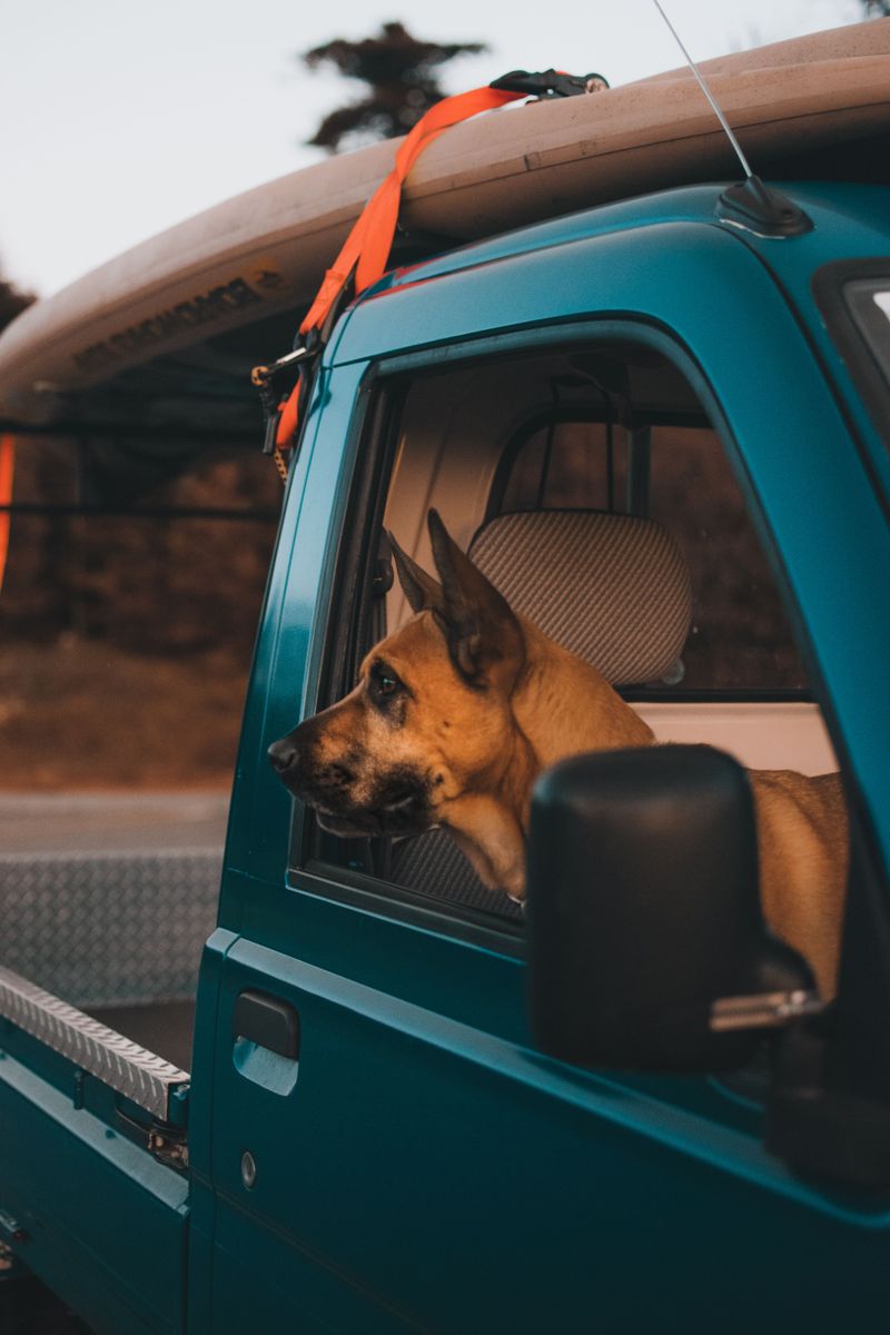 Your dog may dislike the car for reasons that are easier to fix than you think 9 Riding on a full stomach