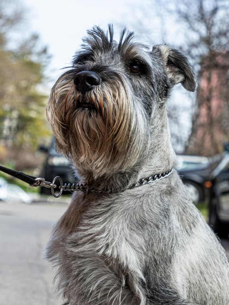 26 Compact Dog Breeds with Remarkable Courage and Confidence 2 Miniature Schnauzer