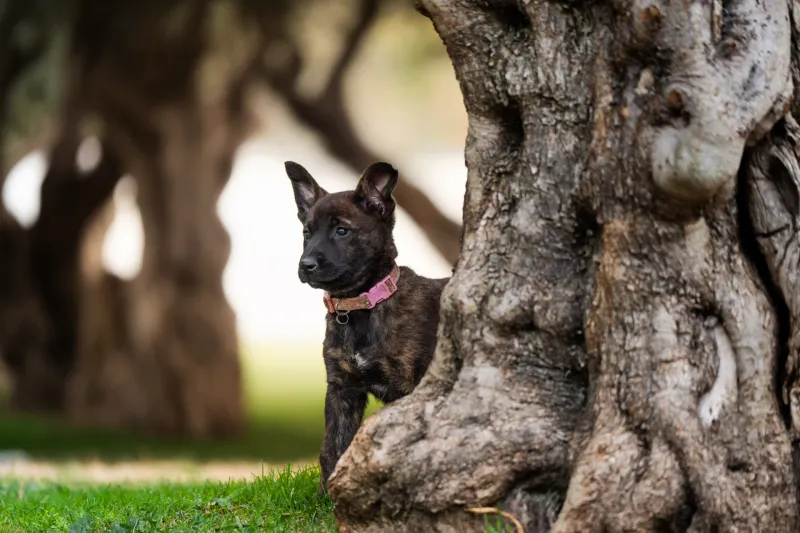 Dutch Shepherd