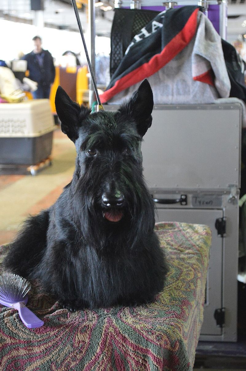 11 dogs that seemed to be everywhere when we were kids - but how many do you still see? 6 Scottish Terrier