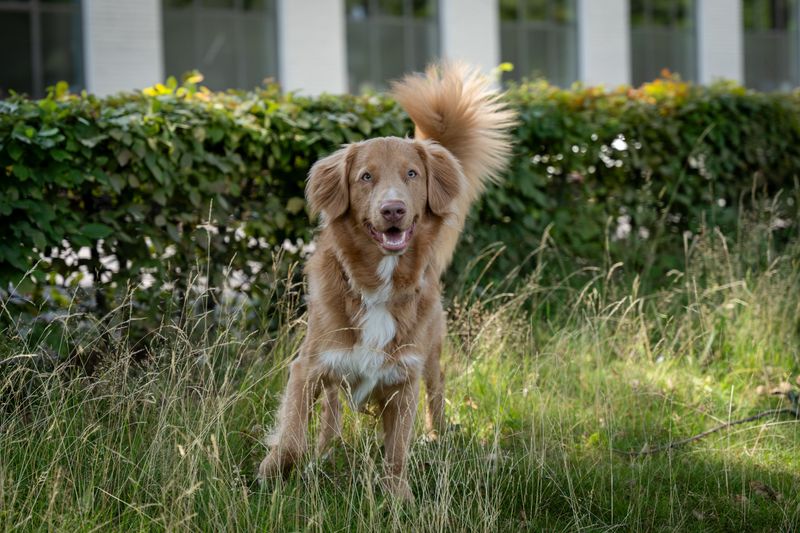 Life doesn't always follow a schedule - and these dog breeds seem perfectly fine with that 13 Nova Scotia Duck Tolling Retriever