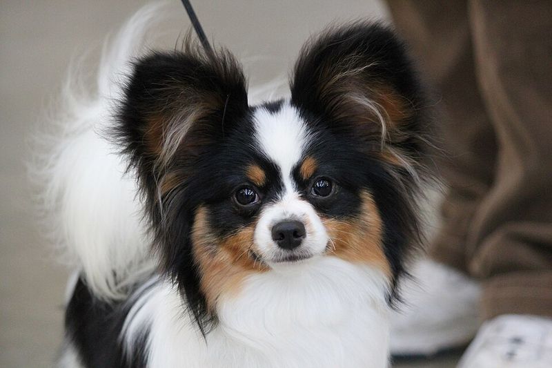 Stop wearing your dog out physically and start challenging them mentally instead 6 Papillon