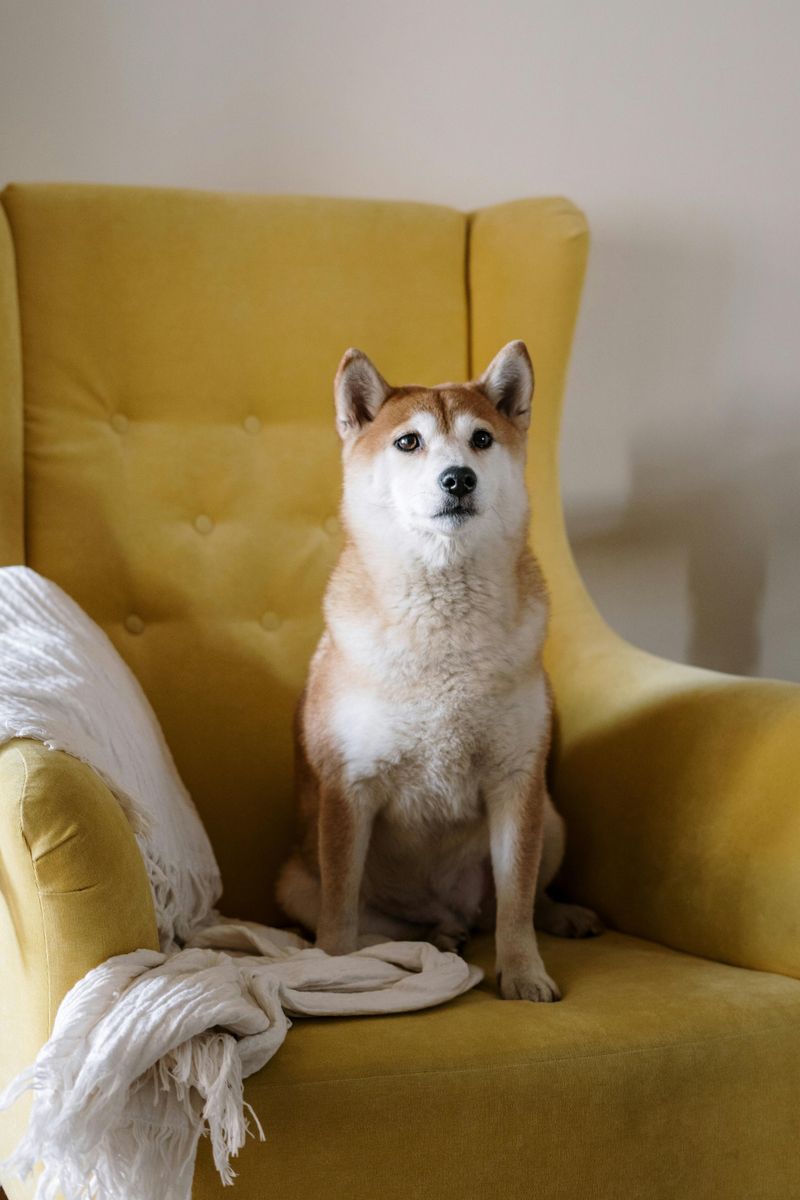 Shiba Inu