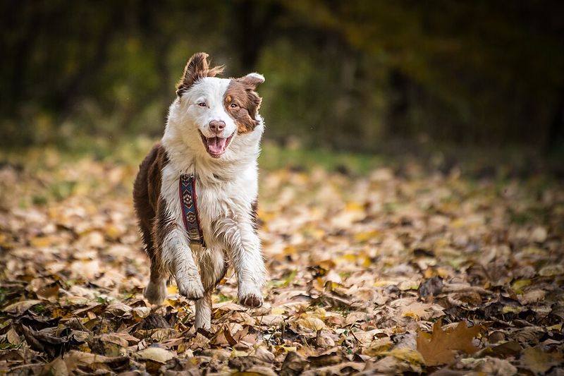 These 13 dogs ask for far more than food and walks - and that's exactly why many struggle 4 Australian Shepherd