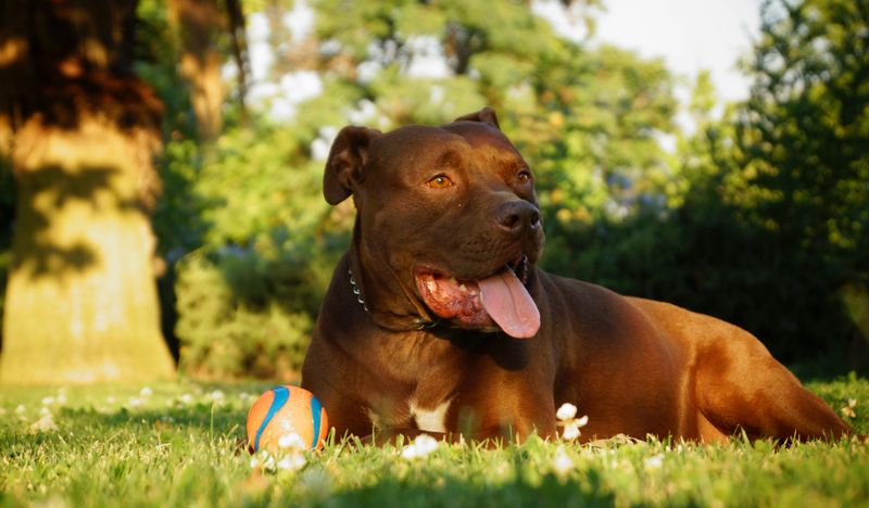 American Pit Bull Terrier