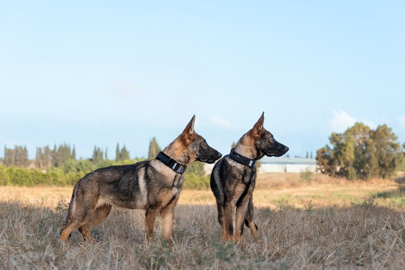 They’re large and need space to move