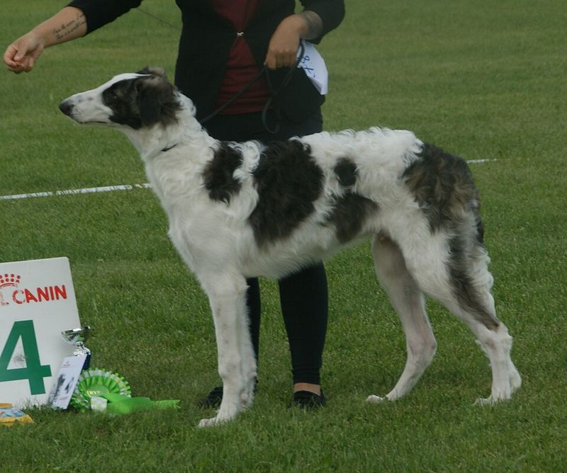 Borzoi