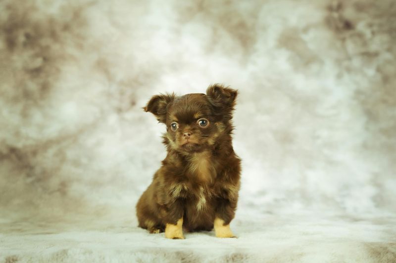 24 Tiny Dog Breeds Weighing Under 5 Pounds – Small in Size, Big in Personality 2 Chihuahua