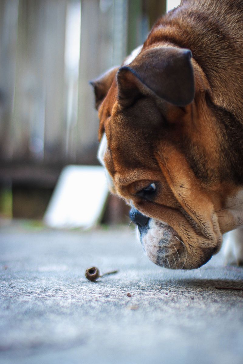 12 dogs that may spend more time dreaming about adventures than actually having them 3 English Bulldog