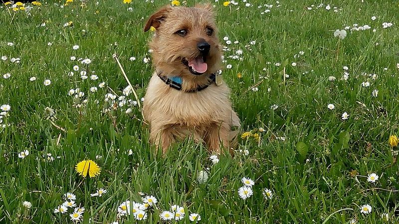 Norfolk Terrier