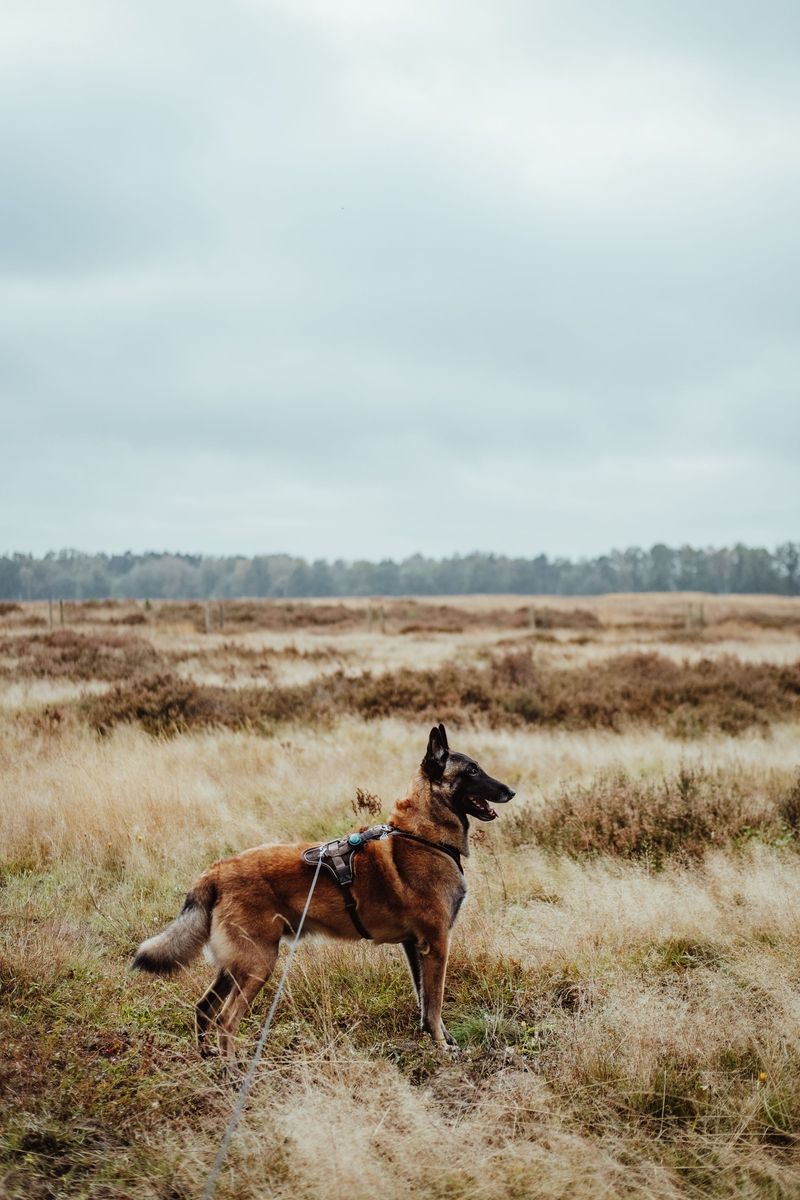 Some dogs lose interest after a few throws - These breeds are often ready for another 11 Belgian Malinois