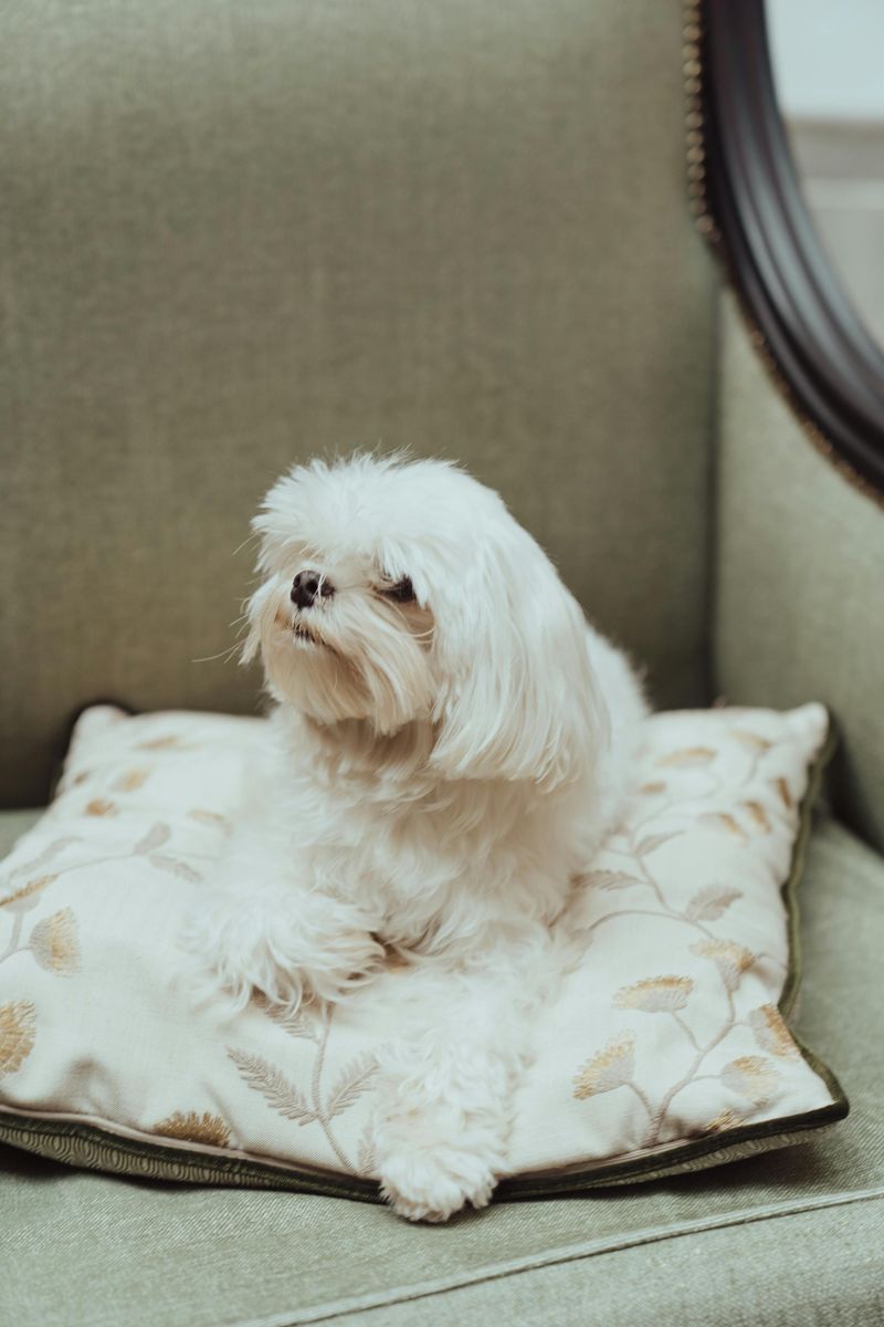17 dog breeds that can turn an ordinary blanket into their entire personality for the day 9 Maltese