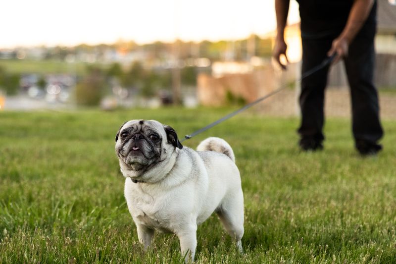 12 dogs that can make a simple morning ritual feel like the most important part of their day 9 Pug