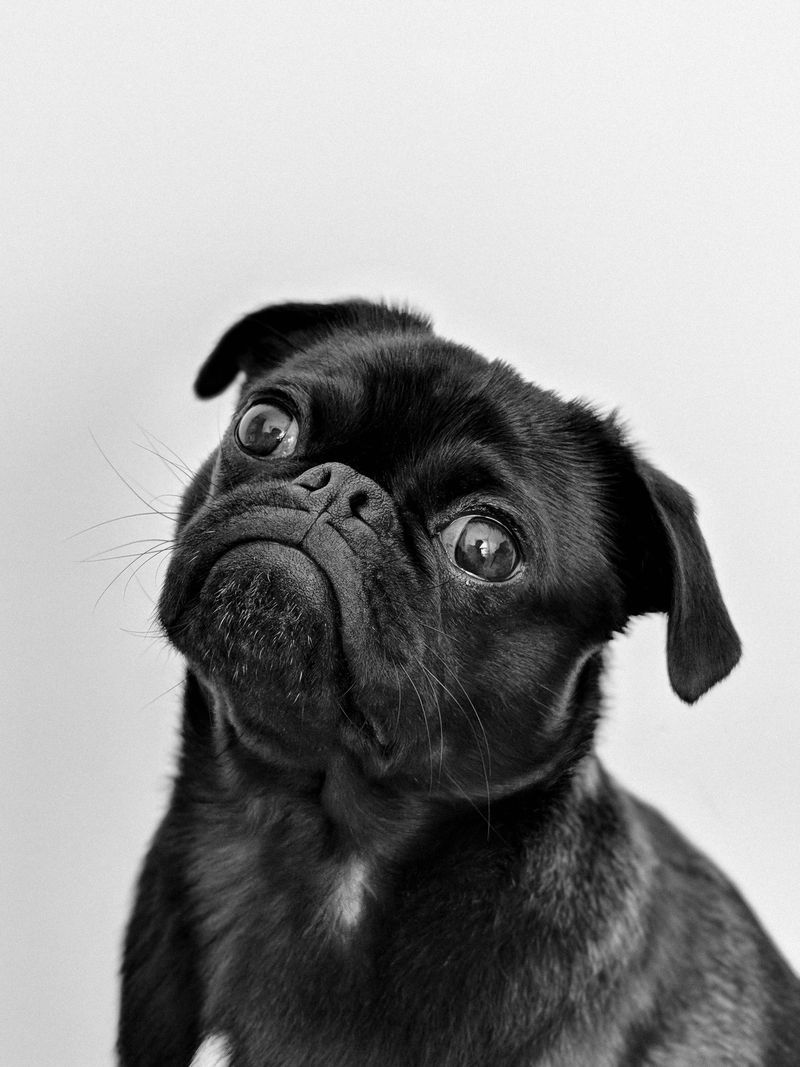 Want a dog but barely have free time? These 12 breeds deserve a look - plus 2 that may be a poor match 11 Pug: The Clown Who Loves Naps