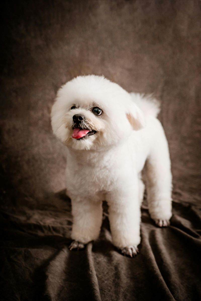 Bichon Frise