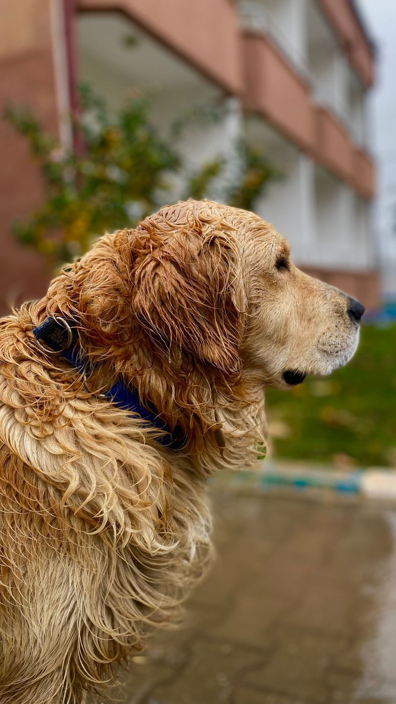 12 dogs that can make a simple morning ritual feel like the most important part of their day 4 Golden Retriever