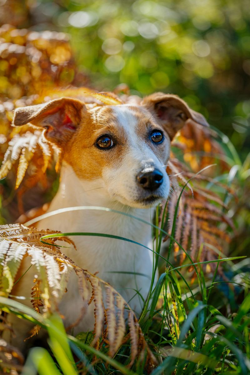 Jack Russell Terrier