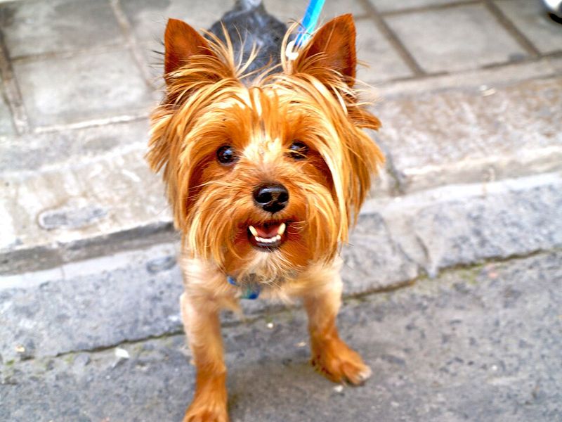 13 dog breeds that bond deeply with one person - plus 5 more that will never leave your side 16 Yorkshire Terrier