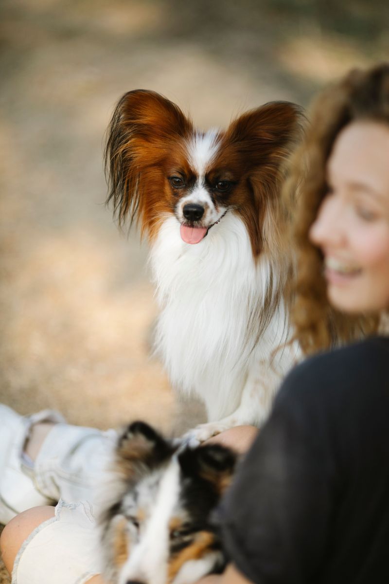 10 outgoing dog breeds that trust quickly - plus 3 that take their time 11 Papillon