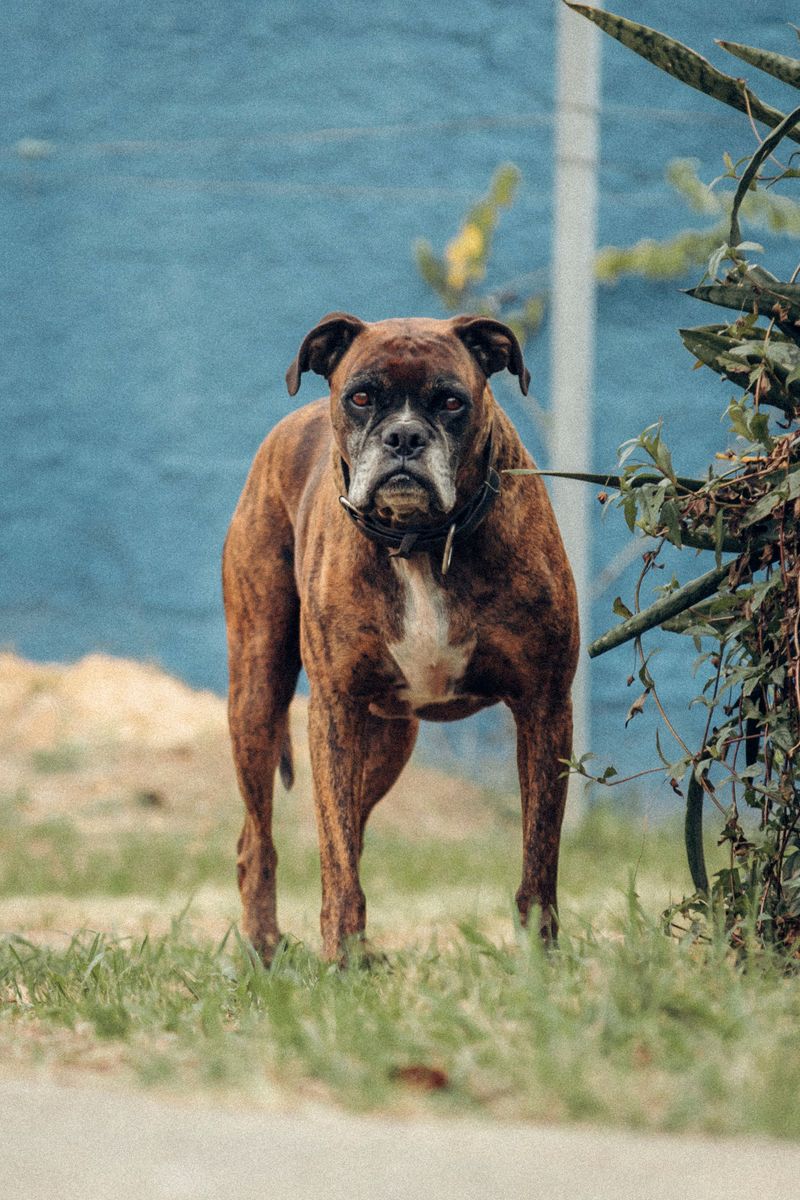 When situations get difficult, these 12 dogs are known for standing firm 7 Boxer