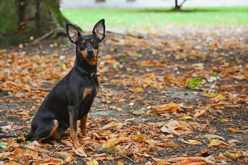 Miniature Pinscher