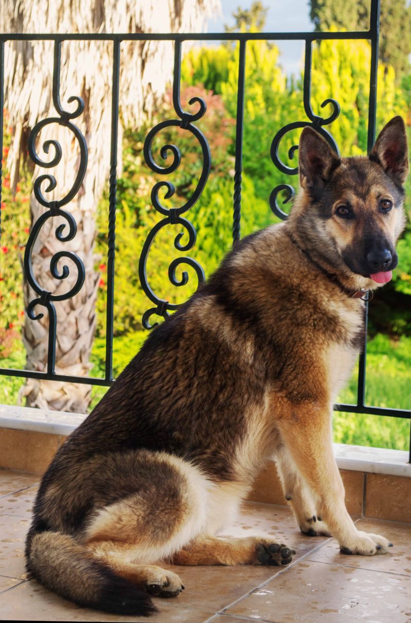 14 dog breeds that feel responsible for protecting your emotional state 2 German Shepherd