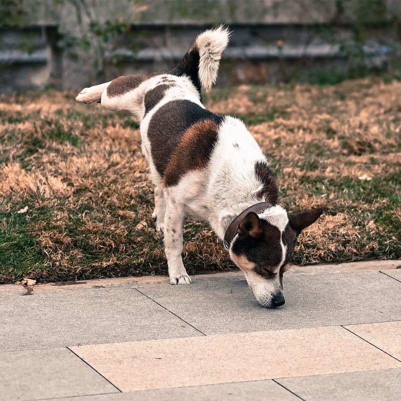 10 hidden scent trails dogs can follow even when humans detect absolutely nothing 5 Tiny food particles left on the floor