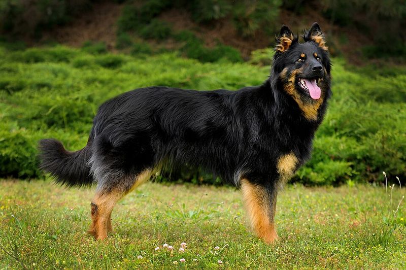 Search Data Is Pointing to These 10 Rare Dog Breeds Curious Owners Are Discovering 7 Bohemian Shepherd