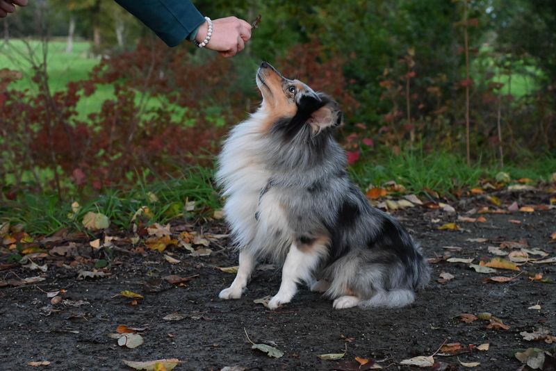 You removed the flock but not generations of working instinct - These herding dogs still need somewhere to put that brain 6 Shetland Sheepdog: Challenge the little thinker